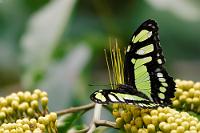 Altersflecken  Gemessen an Wikipedias Aussage: "Bei länger geflogenen Faltern oder Sammlungsexemplaren verblasst die grüne Farbe und nimmt dann gelbliche Tönungen an" muß es sich bei diesem Exemplar um einen wahren Methusalem handeln. Pearly Malachite ist uns bisher auch auf Kuba und in Costa Rica vor die Linse geflattert.   [Pearly] Malachite  (Siproeta stelens)  Malachitfalter