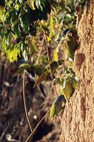 An der Lehmklippe  Bei weitem nicht die größte und bestbesuchte Lehmklippe der Region, hatte unsere Lodge immerhin Zugang zu einer kleinen Lecke in fußläufiger Entfernung, die Juan Carlos mit Maren und mir an einem späten Vormittag ergebnislos ansteuerte. Zu spät! Nur zu bestimmten Zeiten erscheinen die Vögel, um die zur Verdauung der häufig gifthaltigen Nahrungsfrüchte notwendigen Lehmbröckchen zu knabbern. Der zweite Anlauf erfolgte gemeinsam mit einer größeren Gruppe Amerikaner, die frühmorgens bereits stumm und gespannt in einer Sichtschutzhütte auf das Erscheinen der ersten Vögel warteten. Bald nachdem wir uns dazugesellt hatten, erschienen auch ein paar Papageien, die aber höchst nervös bei jeder kleinen Störung wieder aufflatterten. Etwas sehr weit entfernt vom Geschehen und gehandicapt durch trübes Morgenlicht, wollten mir keine vernünftigen Fotos gelingen. Auch die anderen Teilnehmer der Exkursion schienen nach der langen Warterei nicht vollends befriedigt. Aber was soll's? Man kann nicht alles haben...    Chestnut-fronted Macaw  (Ara severus)  Rotbugara Blue-headed Parrot  (Pionus menstruus)  Schwarzohrpapagei  Southern Mealy Amazon  (Amazona farinosa)  Mülleramazone