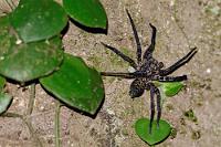 Arachnophobikers Albtraum  Woher weiß diese hoch giftige Spinne, dass sie in den offenen Räumen der Lodge nichts zu suchen hat? Vielleicht scheut sie den Menschen, wie wir das Tier?! Bin ich zu Hause noch der Ritter, der sich einer Stubenspinne mutig mit einem Wasserglas bewaffnet nähert, um die zitternde Ehefrau zu beeindrucken, würde ich bei dieser Wanderspinne auch den Rückzug antreten. Mit einer Beinspannweite von ca. 15 cm schon unangenehm groß, zählt diese nachtaktive Spinne zu den giftigsten Exemplaren ihrer Gattung. Auch hier hat das Tele auf dem abendlichen Heimweg zur Lodge mal wieder seine Unverzichtbarkeit bewiesen. Näher ran muß nicht sein...   Wandering Spider  (Ctenidae sp.)  Wanderspinne, Kammspinne