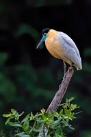 Blauschnabel  Einerseits begeistert, was es alles zu sehen gibt an diesem See, ist der Fotograf in mir mehr als frustriert von dem anhaltenden Dämmerlicht, welches mein ohnehin nicht übermäßig lichtstarkes Reisezoom an seine Grenzen bringt. Letztendlich verdanke ich es nur der eingebauten Stabilisierung, dass ich bei notwendig langer Belichtungszeit auf einem doch eher wackeligen Boot überhaupt verwertbare Aufnahmen hinbekommen habe. Die dann allerdings – wie auch die folgenden Bilder – häufig unter qualitativen Einschränkungen und starkem Rauschen zu leiden haben.  Allerdings habe ich es wahrscheinlich nur dem marginalen Licht zu verdanken, den überwiegend dämmerungsaktiven, nur 60 cm großen Kappenreiher überhaupt vor die Linse bekommen zu haben.   Capped Heron  (Pilherodius pileatus)  Kappenreiher