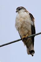 Bleib' bloß sitzen!  Auf einem Zaunpfahl neben der Bahnlinie entdecke ich diesen prächtigen Bussard. Sofort erwacht mein Jagdtrieb wieder. Da ich mit keinen besonderen Tieren gerechnet hatte, muß die Kamera mit dem Tele erst schnell zusammengeschraubt und das Einbeinstativ ausgepackt werden. Langsam pirsche ich mich über das Punagras heran... ...was dem Vogel wohl nicht gefiel. Mit kraftvollen Flügelschlägen flog er davon, um sich in einiger Entfernung auf einer Stromleitung neben der Straße niederzulassen. Obwohl mir ein hübscher Ast als Ansitz lieber gewesen wäre, fühlte sich der Bussard hoch oben dann wohl sicher genug, um mir noch eine telegerechte Annäherung zu gestatten.   Variable Hawk  (Geranoaetus polyosoma)  Rotrückenbussard