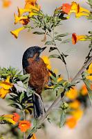 Blumenknipser  Wir haben unser Tagesziel erreicht und beziehen in einer großzügigen Hotelanlage ein von blühenden Blumen und Büschen umgebenes Appartement. Ein reichhaltiges Biotop, in dem sofort das Tele wieder zum Einsatz kommt. Der Schwarzkehl-Hakenschnabel gehört zu den Tangaren, lebt an der Ostseite der Anden in Höhen zwischen 2000 und 4300 m und "bewegt [...] sich in den mittleren Stratifikationsschichten in niedrigem Berggestrüpp, Hängen mit zu den Schwarzmundgewächsen gehörenden Brachyotum-Büschen, Gynoxys-Gestrüpp oder Sekundärvegetation und Gärten" (Wikipedia). 'Garten' trifft es... ;-)   Black-throated Flowerpiercer  (Diglossa brunneiventris)  Schwarzkehl-Hakenschnabel