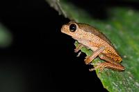 Doch noch ein Jaguar!  Wenn auch nur als Blattfrosch... Das Verbreitungsgebiet dieses 40-45 mm großen Fröschchens beschränkt sich auf die Regenwaldgebiete Ecuadors, Perus und Boliviens. Wegen ihrer riesigen Augen werden sie den 'Makifröschen' zugeordnet und der deutsche Name erklärt sich aus der augenfälligen Flankenzeichnung.   Monkey Treefrog  (Phyllomedusa palliata)  Jaguar Blatt Frosch