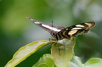 Elissa Page  Einer der Schmetterlinge, deren Unterseite eine deutlich interessantere Zeichnung als die Oberseite aufweist. Womit sich der Nachteil der suboptimalen Aufnahmeperspektive hier zu einem Vorteil wandelt ;-). Von diesem Falter, als deren Verbreitungsgebiet "Panama bis Bolivien" angegeben wird, ist lediglich eine einzige Art bekannt. Sein morphologisch nächster Verwandter ist  Siproeta stelens  aus dem nächsten Bild.    Elissa Page  (Metamorpha elissa)