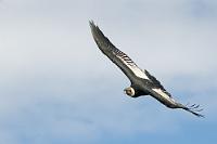 Endlich kooperativ!  Die nächsten zwei, drei Stunden ist es diesig bewölkt. Alles starrt gebannt auf den gut sichtbaren Rastplatz, auf dem 7-8 Vögel versammelt sind und sich von ungeduldiger werdenden Beobachtern kein bißchen irritieren lassen. Je weiter nördlich in den Anden, desto seltener diese mächtigen Geier mit ihren 3 m Spannweite. Ecuador zählt seine Kondore mittlerweile an zwei Händen ab und auch in Peru bietet einzig der Colca Canyon eine aussichtsreiche Chance, diese Könige der Lüfte in ihrem Element erleben zu können. Dann ist es endlich so weit: Die Sonne kommt hinter dem letzten Wölkchen hervor und wie auf Kommando erheben sich die Vögel von ihren Felsansitzen. Als wollten sie einiges wieder gutmachen, kreisen sie – für alle gut sicht- und fotografierbar – mindestens eine Stunde vor und über dem glücklichen Publikum, bis sie sich schließlich bis zum Abend in die weitere Nachbarschaft verdrücken. Was für ein Erlebnis!  Andean Condor  (Vultur gryphus)  male Andenkondor