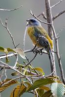 Entspannungspause  Nach dem heutigen Tag sind wir nun doch etwas geschafft und wir verbringen die letzten hellen Minuten auf dem Balkon unseres Hotels. Glücklicherweise liegt das Tele griffbereit, so dass mir die für einen kurzen Moment auf einem 15 m entfernten Baum gelandete Tangare nicht entkommt.    Blue and Yellow Tanager  (Thraupis bonariensis darwinii)  Furchentangare