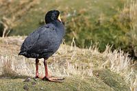 Flügellahmer Kranich  Zahlreich anzutreffen an den Tümpeln der Puna ist das Riesenbläßhuhn, mit einer Maximalllänge von über 60 cm nach der neuseeländischen Takahe der zweitgrößte Rallenvogel. Aufgrund ihres Gewichtes (Männchen ~3,7 kg, Weibchen nur ein Drittel davon!) sind die zur Ordnung der Kraniche zählenden Vögel nahezu flugunfähig. Zudem ist das Riesenbläßhuhn die einzige Ralle mit roten Beinen.   Giant Coot  (Fulica gigantea)  Riesenbläßhuhn