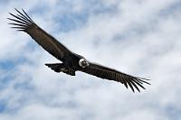 Früh vor Ort  Frühes Erscheinen sichert die besten Plätze. Während es am gestrigen Abend nahezu menschenleer im Canyon war (nachmittags fliegen keine Kondore mehr, also: uninteressant), haben wir heute morgen erheblich mehr Gesellschaft auf der Straße. Jetzt hat die Naturparkverwaltung auch einen zusätzlichen Kontrollposten bemannt, an dem wir nochmals unsere 'Boletos' knipsen lassen müssen. Trotzdem sind wir um 6:30 Uhr am Ziel und besetzen am unteren Aussichtspunkt beste Beobachtungsplätze.  Andean Condor  (Vultur gryphus)  female Andenkondor