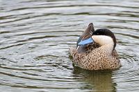 Ganzjahresbrüter  Unverwechselbar mit ihrem leuchtend blauen Schnabel und der zweigeteilten Gesichtszeichnung ist die im Hochland Boliviens, Perus und Chiles endemische Punaente. Wegen der nur geringen Temperaturschwankungen in den Höhen zwischen 3000 und 4500 m sind die Enten nicht auf spezifische Jahreszeiten zum Brüten angewiesen, so dass die mit Dunen ausgepolsterten Nester am Rande der Lagunen nahezu ganzjährig genutzt werden.   Puna Teal  (Anas puna)  Punaente