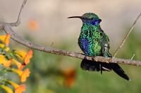 Glitzervogel  Mit der lateinischen Bezeichnung "coruscans" = funkelnd, glitzernd, ist dieser 14 cm große Kolibri treffend beschrieben. Außerdem soll der Veilchenohrkolibri mit 87 cm²/g die größte gewichtsspezifische Atemoberfläche aller Vögel haben! Wieder was gelernt...!   Sparkling Violetear  (Colibri coruscans)  Veilchenohrkolibri