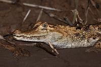 Golden Kaiman  Auf nähere Gesundheitsanalysen durch den Schamanen nach beiderseitigem Genuß des psychedelisch wirksamen Ayahuascaauszugs wollten wir uns nicht einlassen und so torkelten wir nur leicht benommen zurück zum Bootsanleger, wo in der aufziehenden Dämmerung die Schmetterlinge von einem Brillenkaiman abgelöst worden waren. Dieser war aber von seiner Maximalgröße von 6 m noch weit entfernt, guckte auch recht friedlich, so dass ein Schnappschuß ungefährlich erschien.   Yacare Caiman  (Caiman yacare, Syn.: Caiman crocodilus yacara)  Südlicher Brillenkaiman