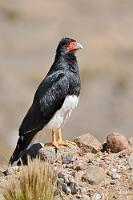 Hab' ihn!  Hätte mich auch gewundert, wenn uns in Peru nicht auch ein Karakara-Vertreter über den Weg geflogen wäre... Dieses Prachtexemplar thronte neben der Straße auf einem Steinhügel, wo ich ihn im Vorbeifahren erblickte. Auf die Bremse getreten, mitten auf der Straße angehalten, Tele auf die Kamera geschraubt, langsam zurückgesetzt und vorsichtig die Seitenscheibe runtergekurbelt... Hah! Hab' ihn! Kann man auch nur auf einsamen Bergstraßen machen, wo höchstens alle 5 Minuten mal ein Auto auftaucht ;-).   Mountain Caracara  (Phalcoboenus megalopterus)  Bergkarakara