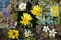 Hochlandgewächse  Die Weite der Punalandschaft verleitet immer wieder zum Anhalten. Dabei sind es nicht nur die grandiosen Ausblicke die faszinieren, sondern häufig auch die kleinen Schönheiten, die sich in kargem Gras verstecken. Berglupinen und Distelgewächse vermag man ja noch zu identifizieren – die anderen Kleinpflanzen sollen in dieser Collage einfach mal ungenannt gewürdigt werden.  Noch ein Wort zu den Straßen: In den Städten ist der Zustand der Straßen meist schaurig bis katastrophal. Dies ist auch der Enge der meist historisch schmalen Gassen geschuldet, die dem auch hier rapide wachsenden Autoverkehr (und den chaotischen 'Fahrkünsten' der Peruaner!) ausgeliefert sind. Eine Instandsetzung scheitert wohl an den Kosten, die die Kommunen kaum schultern können wie auch an dem absehbar kompletten Zusammenbruch des Verkehrsflusses. Ist man aber erst einmal aus den Städten raus, überrascht einen Peru mit einem gut ausgebauten und hervorragend instandgehaltenen Verkehrswegenetz, auf dem sich entspannt reisen läßt.