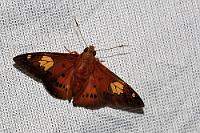 Ich geb's auf!  Auch hier wieder: Bestimmung? Hach, Lachnummer! Bei so einer expliziten Flügelzeichnung!  Ich geb's auf! Stundenlang (wirklich) habe ich mich durch alle (!) online verfügbaren Schmetterlings-, Nachtfalter- und Motten-Bestimmer gegraben. NICHTS! Also muß dieses sehr hübsche Tierchen, welches es sich auf unserem Moskitonetz bequem gemacht hatte, namenlos bleiben. Falls es eine(r) von unseren Gästen weiß: Bitte eine kurze Email    Dank iNaturalist:  (Euriphellus euribates)  Gattung Dickkopffalter, Familie Hesperiidae