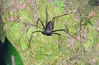 Immerhin nicht giftig!  Maren hat sich in Intervallen nach oben gekämpft. Obwohl ihr immer noch schlecht ist, nervten die Moskitos auf halber Turmhöhe doch so sehr, dass sie auch noch die letzten Meter schaffte – Respekt! Beim Betrachten des dunklen Waldes und einiger Glühwürmchen teilt unser Guide uns das Programm der nächsten zwei Tage mit. Da ist alles straff geplant und zwischen den fest getakteten Essenzeiten gibt es eigentlich immer eine Aktivität. Von wegen Erholung... Auf der anderen Seite: Wir wollen ja was sehen in den knapp drei Tagen, die wir hier sind. Juan Carlos entpuppt sich als echter Glücksfall, denn er ist mindestens so naturbegeistert wie wir und kennt sich in der heimischen Flora und Fauna bestens aus. Und er sieht und erkennt auf dem Rückweg zur Lodge selbst bei Taschenlampenlicht Pflanzen und Tiere, die wir im Leben nicht selbst entdeckt hätten. So auch diese riesige Geißelspinne, deren vorderes Tastbeinpaar gut und gerne 25 cm Spannweite hatte. Gut, dass man beim Tele nicht so nah ran muß...   Whip Spider  (Heterophrynus elaphus)  Geißelspinne  (Amblypygi)