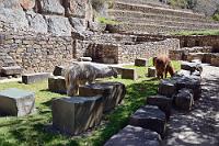 Incamisana  Die heutigen Bewohner von "Incamisana", wie dieser Wohnbereich genannt wird, sind ausgesprochen friedlich und gehen unbeeindruckt von Touristen ihrem wichtigen Tagwerk nach.