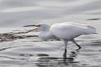 Jongleur  Am Nachmittag machen wir noch einen kleinen Abstecher auf die Strandpromenade von Paracas. Obwohl sie ein buntes, aber bekanntes Gewimmel von Touristen, Freßbuden und Boutiquen mit garantiert einheimischer Folklore bietet, ist unser Blick eher Richtung Wasser mit seinen verschiedenen Seevögeln und bunten Fischerbooten gerichtet, wo der Futter jonglierende Reiher allemal interessanter ist, als der gegen Fotografierobolus fischfütternde Pelikandompteur auf der Promenade.   Snowy Egret  (Egretta Thula)   Schmuckreiher