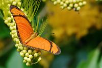 Julia Flambeau  Wenn man den Erzählungen über geschlechtsspezifisches Verhalten des erwachsenen Julia Falters glauben darf, handelt es sich bei diesem nektarsaugenden Exemplar um ein Weibchen. Die Männchen dieses Heliconius Langflügels werden hingegen bevorzugt an Salzlecken gesichtet, oder – salzige Tränenflüssigkeit schlürfend – in den Augenwinkeln von Kaimanen und Schildkröten.   Julia Butterfly or Flambeau  (Dryas iulia alcionea)  Julia