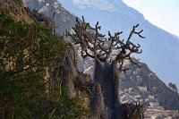 Kaktus mit Bart  Ein bemerkenswerter Kaktus mit noch bemerkenswerterer Bartflechte am Hang entlang der Festungswege. Gegenüber am Hang die Speicherhäuser von "Pinkuylluna".    Kaktus evtl.  Austrocylindropuntia sp.