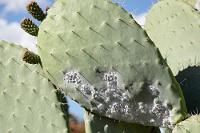 Kein Schädling  Ob die auf und neben dem Gelände der Ausgrabung in Plantagen wuchernden, oft mehrere Meter hohen Opuntien der Zucht essbarer Kakteenfrüchte oder der Kultivierung der Karminfarbstoff liefernden Cochenillelaus dienen, war nicht herauszufinden. Beeindruckend sind die dicht bewachsenen Felder überdimensionaler Kakteen allemal!   Cochenillelaus  (Dactylopius coccus)  auf Feigenkaktus  (Opuntia ficus-indica)