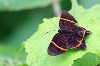 Metallmarke?  Gäste unserer Seite, die sich vielleicht mehr touristische Informationen erhofften, seien freundlich auf die zahlreichen Seiten im Netz verwiesen, die sich vornehmlich diesem Aspekt einer Amazonasreise widmen und zahlreiche Infos nebst Fotos von Lodges, Bussen, Booten, Menschen und Freizeitaktivitäten aufweisen. Unsere Priorität liegt eher im Kennenlernen der Regenwaldnatur, womit wir die weitgehende 'Tierlastigkeit' unserer Seiten entschuldigen möchten ;-).   Lysippus Metalmark  (Riodina lysippus)