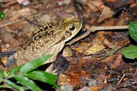 Nach Fünf im Urwald  Während wir beinahe über eine junge Aga-Kröte stolpern, erfahren wir von Juan Carlos einiges über die Lodge, die als Gemeinschaftsprojekt örtlicher Gemeinden ganz auf Nachhaltigkeit und ökologische Verträglichkeit mit dem Schutzgebiet ausgerichtet ist, in dem sie ausschließlich aus natürlichen, lokal vorkommenden Rohstoffen errichtet wurde. Der Schutz des empfindlichen Ökosystems ist auch der Grund für den rigiden Verhaltenskodex, dem sich der Reisende unterzuordnen hat. Mit nur stündlich verfügbarem Strom und wandlosen, zum Dschungel hin offenen Zimmern kostet es einen zunächst Überwindung zu glauben, dass man nachts nicht angeknabbert würde. Jedes Bett ist aber mit einem dichten Moskitonetz ausgestattet und außer ein paar Geckos und Motten verirren sich definitiv keine weiteren Tiere in die auf hohen Stelzen vom Dschungelboden abgesetzten Zimmer.   Cane Toad  (Rhinella marina)  Aga-Kröte