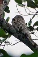 Noch ein Tagschläfer  Unter ihm tobte eine Gruppe von mindestens zwanzig Ausflüglern zurück zu ihren Booten auf dem Río Tambopata, mit denen es zurück zur Lodge gehen sollte. Kein Grund für diesen Potoo, auch nur mal zu blinzeln. Auch er gehört wie der Ziegenmelker und die Nachtschwalbe zu den sogenannten 'Schwalmartigen', ist aber mit einer Größe von bis zu 50-60 cm erheblich größer als diese. Leider hockte dieser Insektenjäger mindestens 10 m hoch auf den obersten Ästen eines Dschungelbaumes und war nur durch eine enge Lücke im Laubwerk sichtbar, was die steile Perspektive hoffentlich entschuldigt.   Great Potoo  (Nyctibius grandis)  Riesentagschläfer