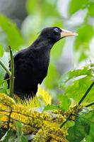 Oropendola  Ein häufiger Gast in der Dekorationsbepflanzung des Hotels ist Oropendola, das Goldpendel, dessen kunstvoll geflochtene hängende Nester an vielen Bäumen in der Nähe zu sehen sind.   Crested Oropendola  (Psarocolius decumanus)  Krähenstirnvogel