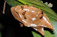 Papierkunst  Gleich am nächsten Morgen geht es erbarmungslos um 4:30 Uhr  mit dem Boot noch fast im Dunklen los zu einem Gemeinschaftsausflug mit einer Gruppe Amerikaner zum Lago Tres Chimbadas. Nach einer kurzen Fahrt und einem 45minütigen Weg durch den Dschungel öffnet sich vor uns ein See, der aus einer abgeschnürten Flußkurve entstanden ist. In dem ruhigen Gewässer, auf dem wir bald darauf in Booten treiben, die von den Guides mit Staken vorwärts bewegt werden, leben Piranhas und die seltenen Riesenotter, von denen wir hoffentlich einige sehen werden.   Paper Wasp  (Chartergellus sp.)  Nest mit Papierwespen