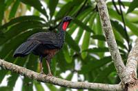 Penelope  Da Männchen und Weibchen dieser Hocko-Hühner gleich aussehen, beide bis zu 75 cm groß und 1,4 kg schwer werden, liegt die Chance, hier ein Weibchen vor mir zu haben, bei 50%. Berücksichtigt man noch den koketten Schulterblick, erscheint mir der Name 'Penelope' als ausgesprochen passend ;-). Spixguane ernähren sich von Früchten und Samen, werden bis zu 20 Jahre alt und leben im Gegensatz zu den meisten Hühnervögeln mit Vorliebe auf Bäumen.   Spix’s Guan  (Penelope jacquacu)  Spixguan