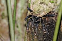 Pink/Weiß/Rot  Nicht nur die Trivialbezeichnung dieser Spinne, die hier vorwitzig aus ihrer Behausung lugt, dokumentiert die Uneinigkeit der Taxonomen schon bei der Farbe der Extremitätenspitzen. Auch die Zugehörigkeit zur Gattung der Vogelspinnen scheint nach neuerer Forschung zweifelhaft. Als Laie sehe ich mich außerstande, dieser Diskussion auch nur ansatzweise zu folgen und belasse es einfach mal bei diesem Hinweis.  Für uns stellt diese 'Vogelspinne' jedenfalls den Abschluß unseres dreitägigen Amazonasabenteuers dar und wir bedanken uns herzlich bei unserem Guide Juan Carlos, ohne dessen scharfes Auges wir nur einen Bruchteil der hier gezeigten Spezies allein entdeckt hätten!   Pinktoe [whitetoe] Tarantula  (Avicularia metallica)  Rotfußvogelspinne