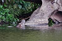 Riesenotter  Dass wir sie überhaupt zu sehen bekamen, ist schon ein kleines Wunder, denn die bis zu 2 m langen und 20 kg schweren Otter sind extrem scheu und nur aus großer Entfernung zu beobachten. Diese größten aller Otter trieben sich in einer ca. 10 Tiere umfassenden Gruppe unter dem überhängenden Geäst der Uferbäume und an umgestürzten Stämmen herum, ständig mit aufgerissenem Maul auf irgendeinem Fisch herumbeißend. Sie schienen sehr erfolgreich bei der Jagd zu sein, die vornehmlich frühmorgens stattfindet und deshalb auch der Grund für unseren zeitigen Aufbruch zu diesem See war. Aufgrund der großen Entfernung und der quecksilbrigen Lebendigkeit mit der die Tiere auf- und abtauchten, gibt's hier leider nur einen unbefriedigenden Schnappschuß.   Giant [River] Otter  (Pteronura brasiliensis)  Riesenotter