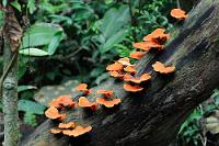 Rot/Grün  Nicht als politisches Statement mißzuverstehen! Sondern einfach nur der hübsche Kontrast zwischen dem leuchtenden Orangerot der Baumpilze und dem alles überwuchernden Grün.