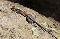 Schienenechse  Außer dass der Whiptail in Südamerika endemisch ist und uns auf unserem Waldspaziergang über den Weg huschte, gibt es zu dieser hübschen kleinen Echse leider nichts zu berichten, weil nur wenig über sie bekannt ist.    Forest Whiptail  (Kentropyx pelviceps)  Schienenechse