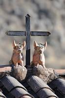 Schutzgeister  An verschiedenen Orten Perus ist uns der Brauch des Dachschmucks aufgefallen. Hier in Ollantaytambo werden wir von pummeligem Rindvieh mit herausgestreckter Zunge begrüßt.