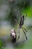 Seidenweber  Obwohl von gleicher Art, hat diese peruanische Seidenspinne eine deutliche andere Körperzeichnung als ihre  costaricanische Verwandte . Nähere Erläuterungen zur speziellen Natur der Seide gibt es auch dort!    Golden Silk Orbweaver  (Nephila Clavipes)  Goldene Seidenspinne