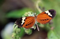 Sollte doch ein Leichtes sein...  Während die Mehrzahl der Mitfahrer auf dem Boot sich auf das Angeln von Piranhas mittels von den Guides mitgebrachter Fleischbröckchen konzentriert, jage ich mit dem Tele diesem Falter im ufernahen Schilf nach. Dieses schöne Exemplar sollte doch einfach zu bestimmen sein, denke ich mir noch in meiner Naivität... ...aber: Die Zuordnung dieses Schmetterlings stellt mich zu Hause gänzlich unerwartet vor fast unlösbare Probleme. Wie bei allen Long- und Tigerwings gibt es eine enorme Bandbreite in den Flügelzeichnungen, noch dazu mit lokalen Varianten, die einen Nichtfachmann wie mich an seine Grenzen bringen :-}      Napeogenes larina otaxes  möglicherweise, aber längst nicht sicher...