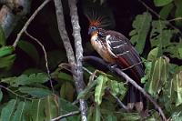 Stinkvogel  Zwar sahen wir an einer besonders dunklen Stelle der Uferbewaldung gleich eine ganze Gruppe dieser exotischen Hoatzins, sie ließen sich aber nicht verwertbar auf den Sensor bannen – es war einfach zu dunkel. Erst nachdem einer der kuriosen Vögel sich etwas weiter außerhalb positionierte und ich die Belichtungszeit ein weiteres Mal nach oben schraubte, gelang mir wenigstens dieser Schuß eines einzigen Exemplars.  Die Hoatzins sind schwerfällige, bis zu 70 cm große Vögel, deren Herkunft und taxologische Zuordnung nicht eindeutig ist. Bedingt durch sein recht hohes Gewicht von einem knappen Kilo ist er nur eingeschränkt flugfähig und auch hockend im Geäst bewegt er sich auf eine sehr plumpe Art. Neben dem zur Rallenfamilie zählenden  Zwergsultanshuhn  ist er zudem der einzige Vogel, der im Jugendstadium krallenbewehrte Flügelgelenke aufweist. Einzigartig ist auch sein Verdauungssystem, welches Ähnlichkeiten mit dem von Wiederkäuern bei den Säugetieren aufweist. Die Verdauung findet beim Hoatzin im Kropf und in der oberen Speiseröhre statt, der Magen ist hingegen nur rudimentär ausgelegt. In Abhängigkeit von der genossenen Nahrung kommt es dabei wohl mitunter zu unangenehmen Ausdünstungen, die dem Tier zu seinem etwas respektlosen Namen verholfen haben.   Hoatzin  (Opisthocomus hoazin)  Hoatzin, Schopfhuhn oder Stinkvogel
