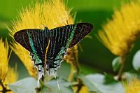 Urania  Die Laubengänge des Hotels sind mit reichlich Zierpflanzen und Dekorationsbuschwerk überwuchert, deren Nektarblüten unzähligen Schmetterlingen Nahrung bieten. Auch hier halte ich mich lange auf und lasse mir die Zeit, die man bei Gruppenaktivitäten leider nicht immer hat.  Von den 18 Arten umfassenden Urania Faltern, die weltweit tropische Regionen bewohnen, kommen 2 in den tropischen Regenwäldern Amerikas vor:  Urania leilus  in Kolumbien, Venezuela, Ecuador, Brasilien und Peru, sowie weiter nördlich von Mexiko über Zentralamerika bis nach Kolumbien   Urania fulgens   , denen die kräftige Grünzeichnung des unteren Flügelpaares fehlt.   Green-banded Urania  (Urania leilus)