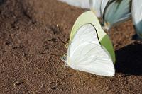 Verkostung  Jedem das Seine: Während unsere Gruppe von den Guides zur Schnapsverkostung in der Hütte des Schamanen getrieben wurde, hielten sich unzählige Falter schadlos am Salz des nassen Ufersandes. Schade, mit mehr Zeit hätte man hier noch viele weitere Arten ablichten können...   White Grass-Yellow  (Eurema albula albula)  Pale Sulphur  (Aphrissa statira)