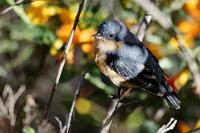 Versteckt sich gern  Der ebenfalls zu den Tangaren gehörende Rostbauch-Hakenschnabel bewohnt den gleichen Lebensraum wie sein etwas größerer Verwandter, der zwei Bilder vorher gezeigte Schwarzkehl-Hakenschnabel. Auch ist er mit nur 9 gr. Gewicht ein bißchen leichter.   Rusty Flowerpiercer  (Diglossa sittoides)  Rostbauch-Hakenschnabel
