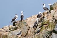 Wirtschaftsfaktor  Wenn die Tölpel nicht gerade in waghalsigem Sturzflug nach Fischen tauchen, sitzen sie in großer Zahl auf den Felsen und sch****** diese zu. Ein Benehmen, von dem in der Vergangenheit ganze Wirtschaftszweige abhingen!  Peruvian Booby  (Sula variegata)  Guanotölpel