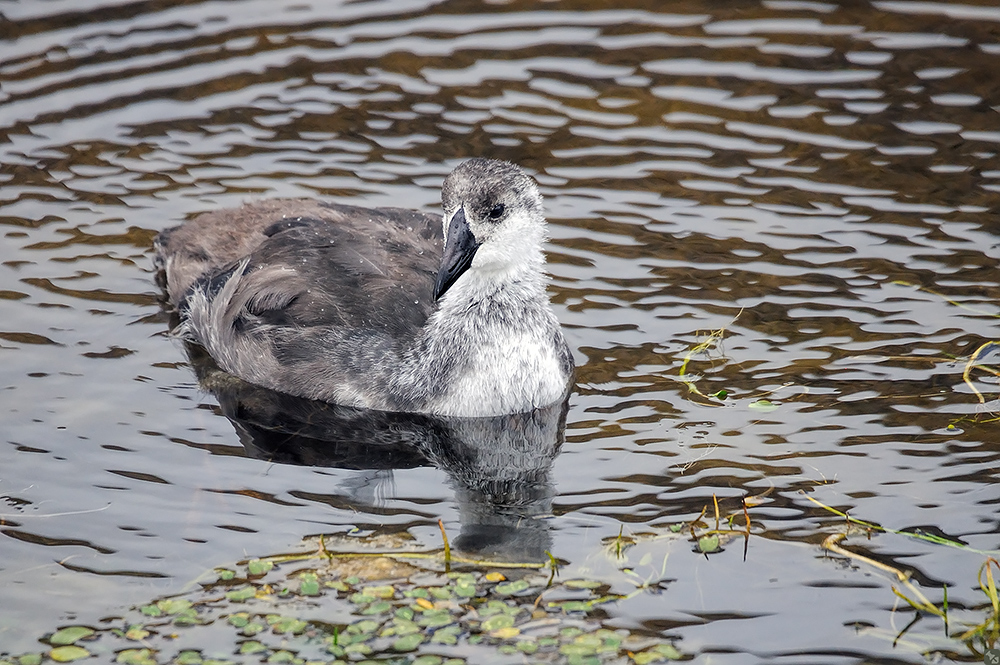 Will erst noch 'riesig' werden