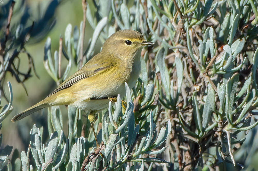 Chiffchaff
