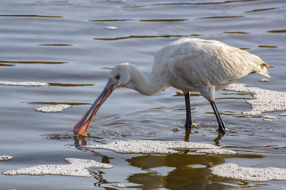 Den Löffel immer dabei