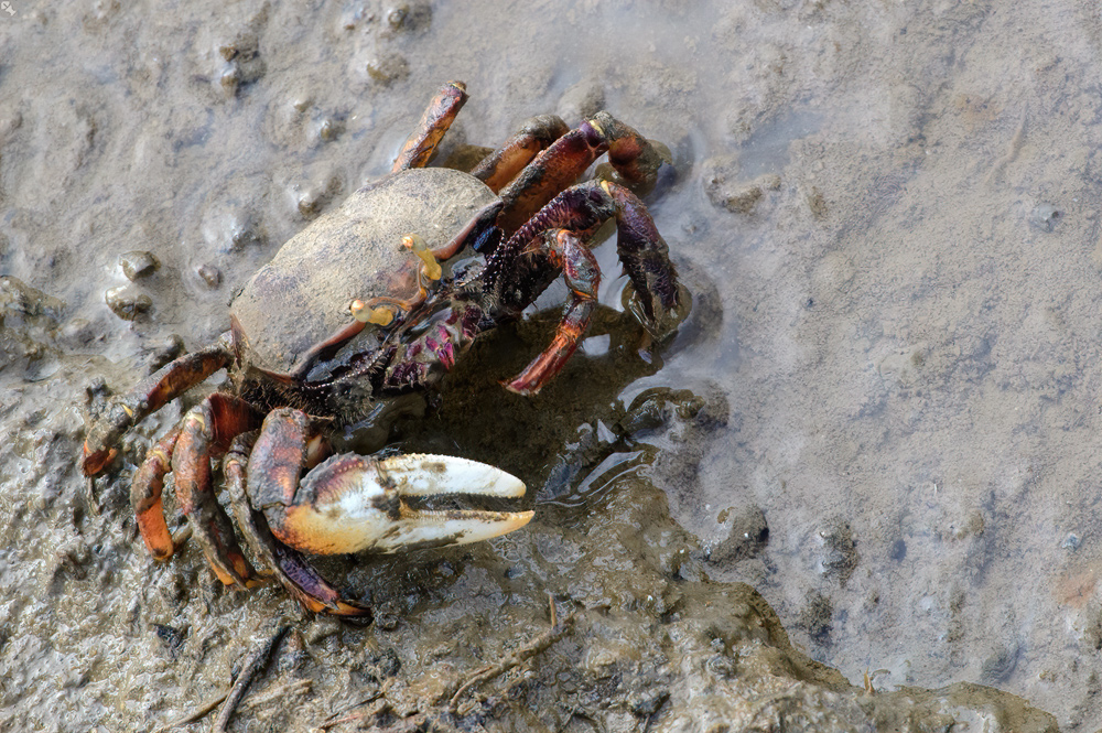 Der afrikanische Geiger