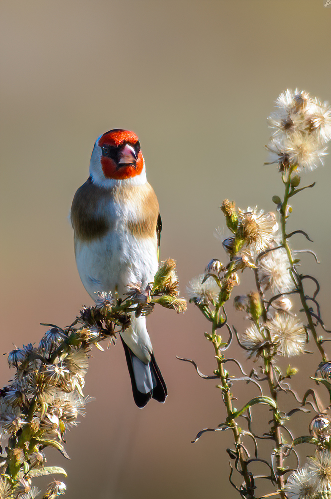 Hart an der Grenze...
