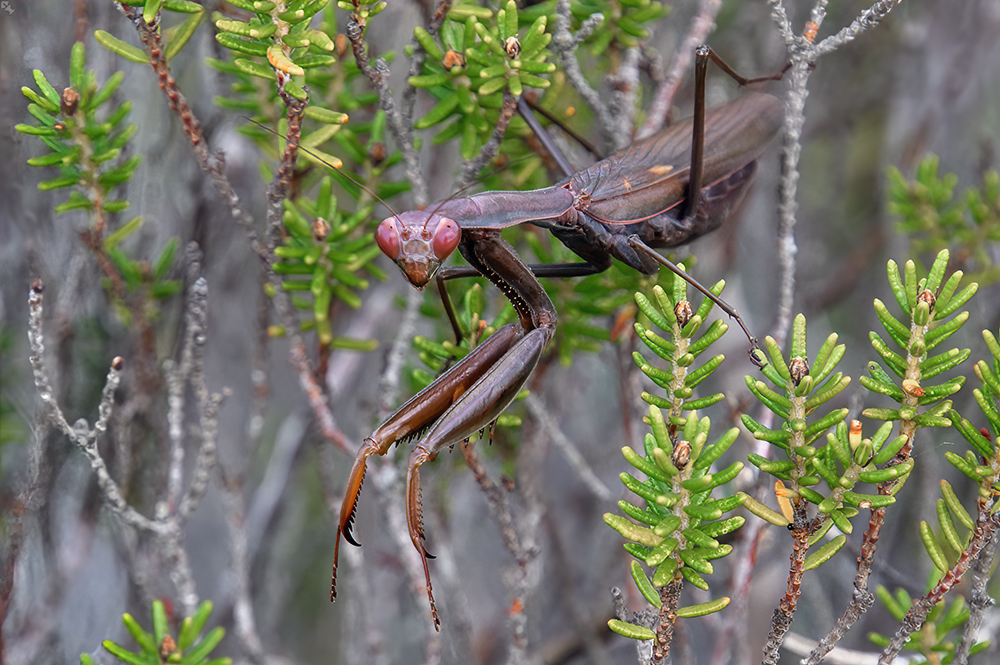 Da möchte man nicht Männchen sein...