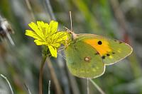 Die Postbotin  Da, wo in den warmen Regionen Habichtskraut wächst, ist auch der zu den Weißlingen gehörende Postillon nicht weit entfernt.   Clouded Yellow  (Colias croceus)  female Postillon : Clouded Yellow,Colias croceus,Postillon