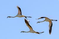 Dreierformation  An der Algarve leben große Bestände dieser größten aller Flamingoarten.   Pink Flamingo  (Phoenicopterus roseus)  Rosa Flamingo : Pink Flamingo,Phoenicopterus roseus,Rosa Flamingo